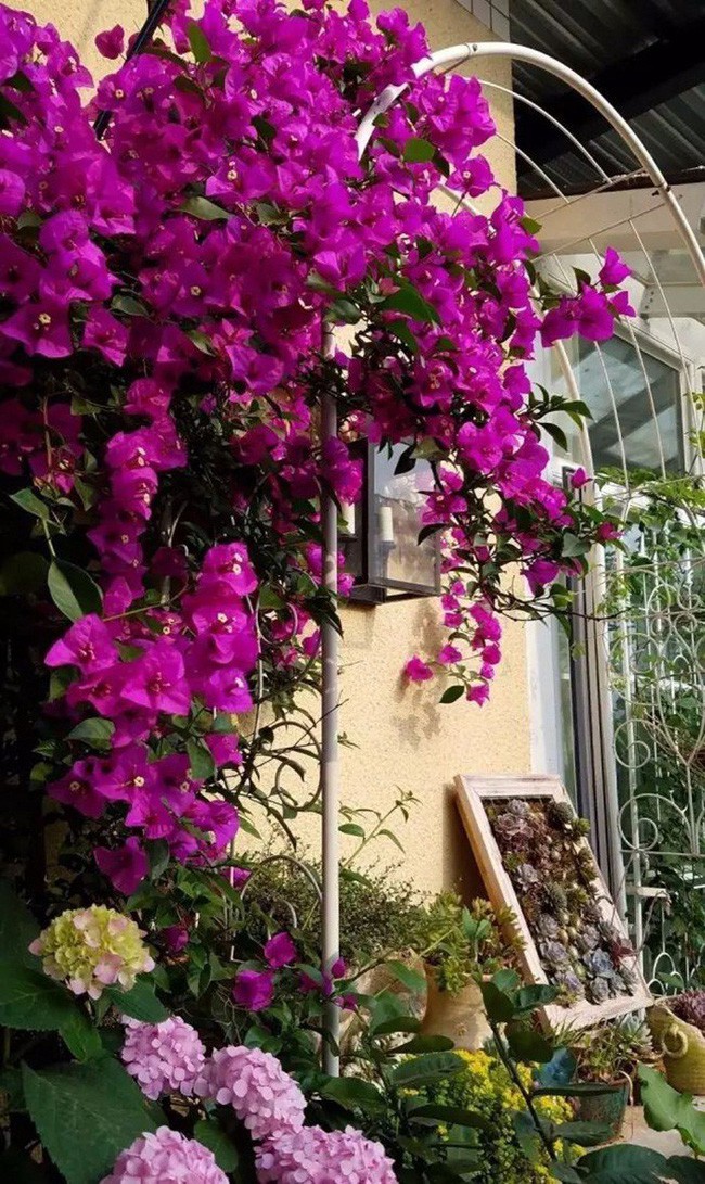 Hoa giấy khoe sắc bên hoa cẩm tú cầu.