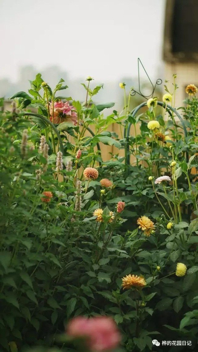 Hoa thược dược đua nhau khoe sắc.