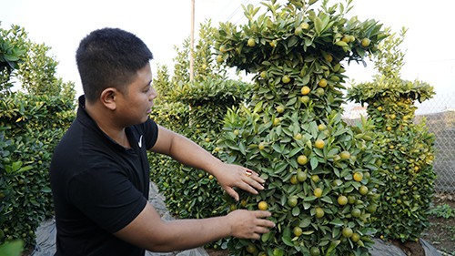 Người trồng quất, đặc biệt là trồng cây to để tạo dáng lộc bình, phải đậy kín để ánh nắng không chạm vào rễ, mưa to không xối đất. Ảnh: VnExpress