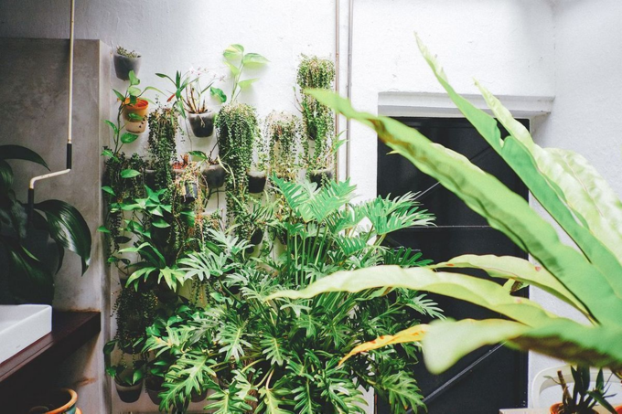 Một góc nhỏ trồng cây xanh - những loại cây dễ trồng và ít tốn thời gian chăm sóc.