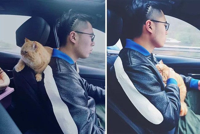 Chồng của chị cũng rất yêu thích những chú mèo.