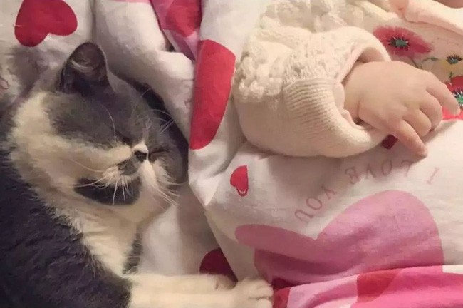 Chú mèo béo xinh xắn làm bạn cùng em bé.