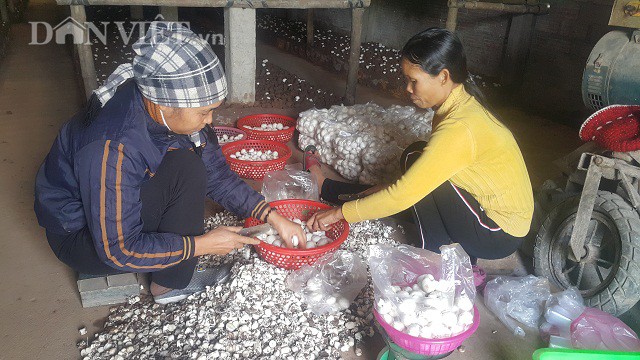 
Theo ghi nhận của phóng viên, vào thời điểm này nhiều hộ trồng nấm ở 2 tỉnh Nam Định và Ninh Bình đang hoạt động hết công suất mới có thể đáp ứng đủ các đơn hàng trong dịp Tết sắp tới.
