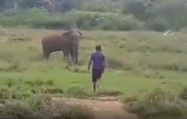 Người đàn ông đang cố gắng tiếp cận để thôi miên con voi. Ảnh: FACEBOOK