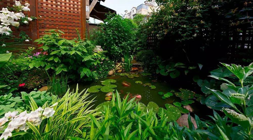 Góc ao thả súng.