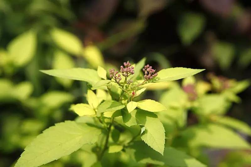 Cây cỏ bình yên.