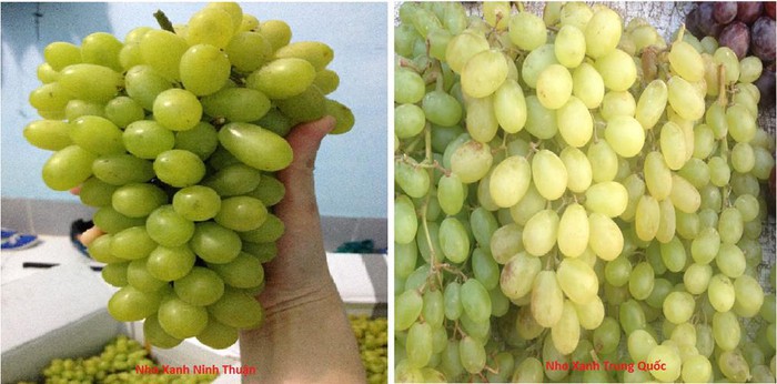 Ăn nho xanh không hạt: Đừng ham rẻ vì ảnh hưởng sức khỏe! - Ảnh 2. Ăn nho xanh không hạt: Đừng ham rẻ vì ảnh hưởng sức khỏe! - Ảnh 2.