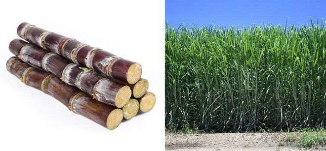 Sự thật về 11 loại thực phẩm mà chúng ta vẫn hiểu lầm bản chất hàng ngày - Ảnh 3. Sự thật về 11 loại thực phẩm mà chúng ta vẫn hiểu lầm bản chất hàng ngày - Ảnh 3.