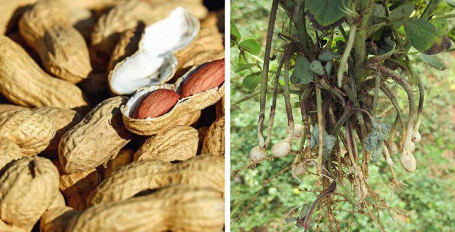 Sự thật về 11 loại thực phẩm mà chúng ta vẫn hiểu lầm bản chất hàng ngày - Ảnh 4. Sự thật về 11 loại thực phẩm mà chúng ta vẫn hiểu lầm bản chất hàng ngày - Ảnh 4.