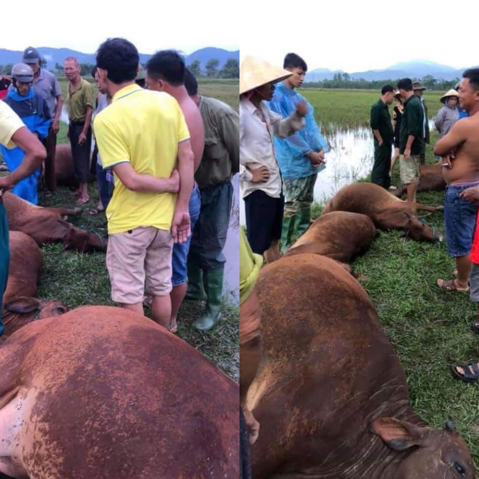 Hà Tĩnh: Sét đánh 1 người nguy kịch, 6 con bò bị chết - Ảnh 1. Hà Tĩnh: Sét đánh 1 người nguy kịch, 6 con bò bị chết - Ảnh 1.