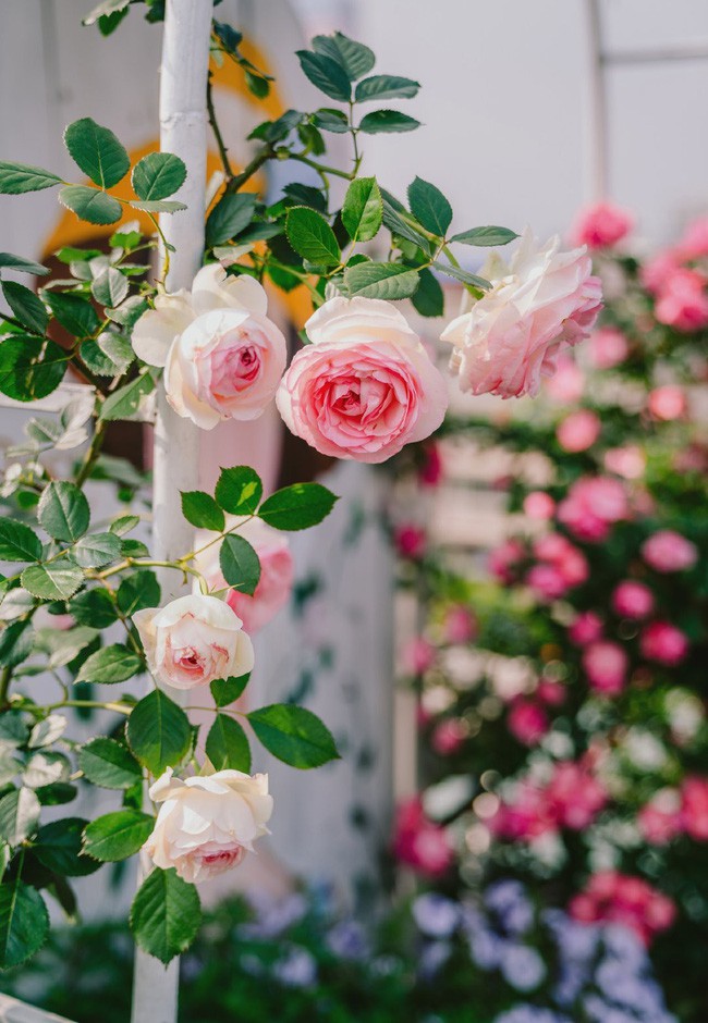 Tận dụng mái nhà bỏ hoang, người phụ nữ 45 tuổi đã biến toàn bộ không gian thành khu vườn địa đàng - Ảnh 11. Tận dụng mái nhà bỏ hoang, người phụ nữ 45 tuổi đã biến toàn bộ không gian thành khu vườn địa đàng - Ảnh 11.