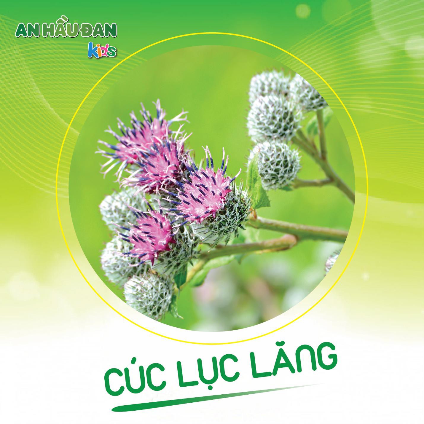 Khả năng kháng viêm trong điều trị amidan của thảo dược - Ảnh 1. Khả năng kháng viêm trong điều trị amidan của thảo dược - Ảnh 1.
