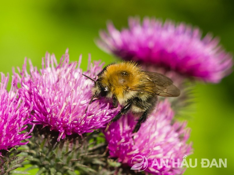 Khả năng kháng viêm trong điều trị amidan của thảo dược - Ảnh 2. Khả năng kháng viêm trong điều trị amidan của thảo dược - Ảnh 2.