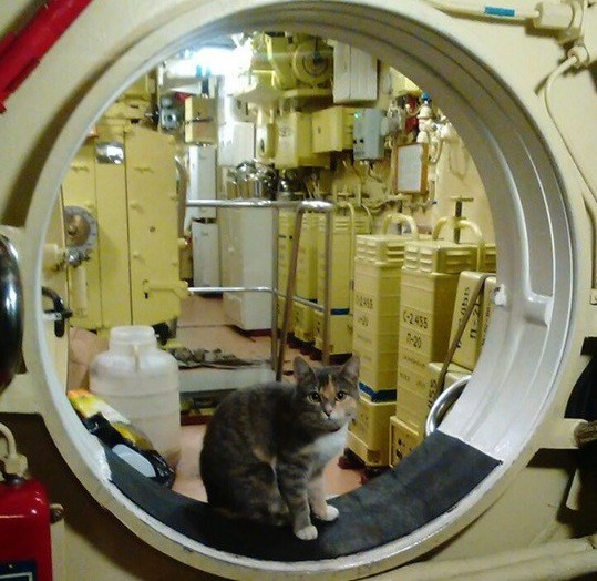 Chân dung Sĩ quan mèo đầy uy lực trên chiếm hạm Nga - Ảnh 14.
