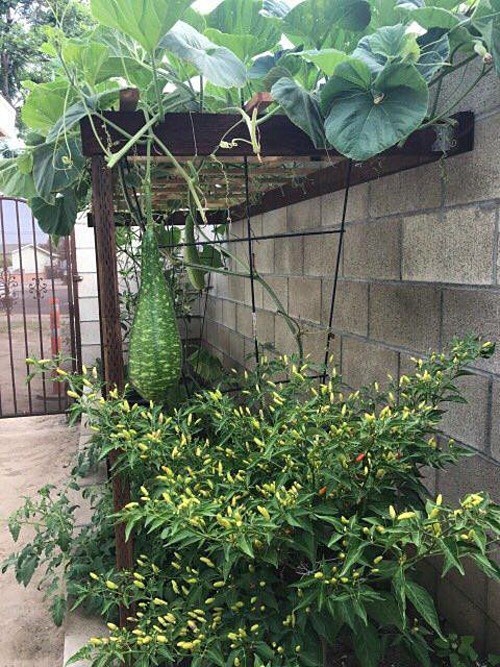 Danh ca Hương Lan khoe vườn rau tự trồng trong căn nhà 1.000 m2 ở Mỹ - Ảnh 3.