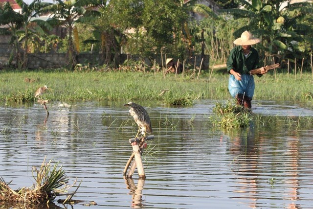 Rùng mình: Khâu mắt cò, bày la liệt trận địa tận diệt chim trời - Ảnh 7.