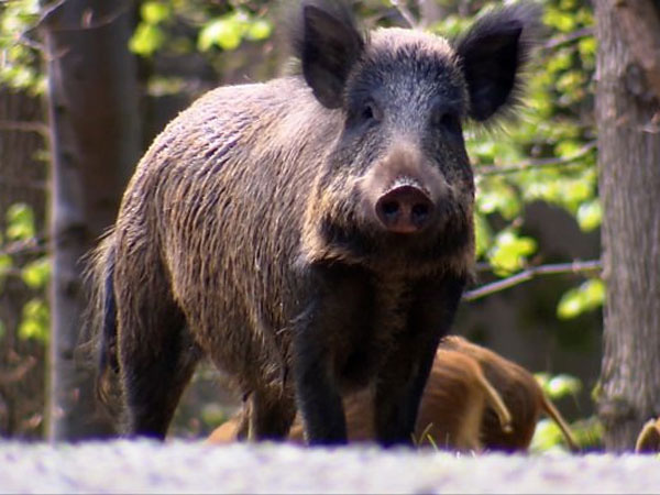Lợn rừng vô tình giúp cảnh sát tìm thấy kho ma túy 21.000 USD giấu dưới đất - Ảnh 1.