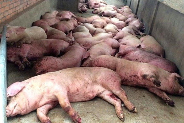 Tiêu hủy 6 triệu con lợn, thiệt hại chưa bao giờ có nhưng tạm hài lòng - Ảnh 2.