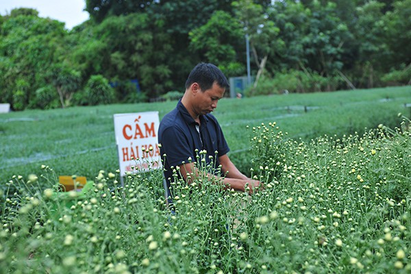 Các vườn hoa gấp rút trồng thêm cúc họa mi để phục vụ khách chụp ảnh - Ảnh 3.