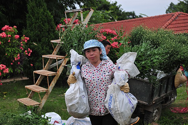 Các vườn hoa gấp rút trồng thêm cúc họa mi để phục vụ khách chụp ảnh - Ảnh 9.