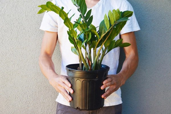 B&eacute; 15 th&aacute;ng tuổi nguy kịch sau khi cho l&aacute; kim tiền v&agrave;o miệng, chuy&ecirc;n gia cảnh b&aacute;o gia đ&igrave;nh n&agrave;o trồng c&acirc;y phải cực ch&uacute; &yacute;! - Ảnh 4.