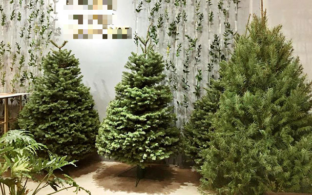 D&acirc;n Việt mạnh tay chi h&agrave;ng chục triệu đồng mua th&ocirc;ng thật về trưng Noel v&agrave;i ng&agrave;y rồi lại vứt th&ugrave;ng r&aacute;c - Ảnh 1.