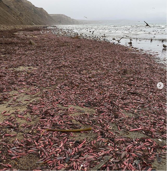 Giải mã bí ẩn hàng nghìn con cá dương vật trải dài trên bờ biển California - Ảnh 1.