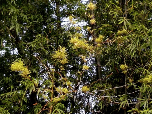 Nơi bụi tre gi&agrave; - Ảnh 1.