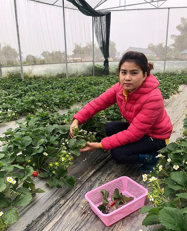 Nữ thạc sĩ 9X người Tày trồng dâu tây, hoa hồng cho doanh thu 2 tỷ đồng/năm - Ảnh 2.