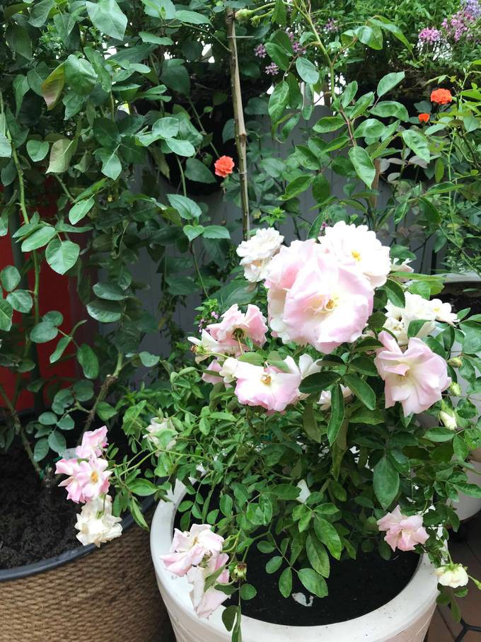 Chị Hiền bổ sung dinh dưỡng hữu cơ cho cây từ những nguyên liệu nhà bếp như vỏ trứng, nước vo gạo, sữa tươi, bã đậu nành, phân cá hay rau củ thừa ủ lại làm phân...