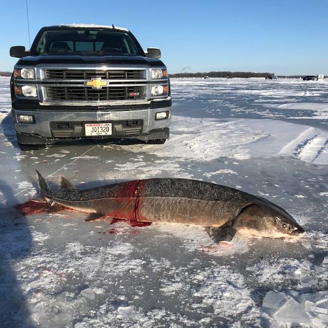 Đây là con cá nặng thứ 12 bắt được ở bang Wisconsin.