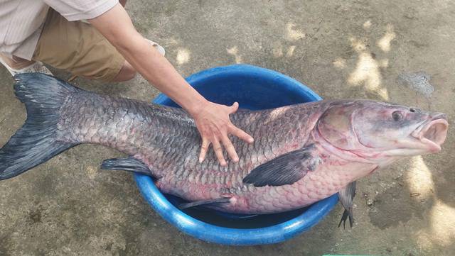 
Con cá có chiều dài gần 1 m, nặng 33 kg
