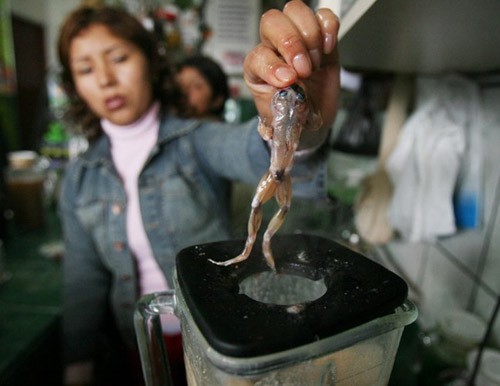 
Sinh tố ếch tươi (Peru): Đ&acirc;y l&agrave; một m&oacute;n đồ uống tươi sống đến từ đất nước Peru. Những ch&uacute; ếch sống bị lột da v&agrave; xay c&ugrave;ng 20 loại nguy&ecirc;n liệu kh&aacute;c nhau trong m&aacute;y xay sinh tố.
