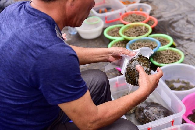 Cảnh bày bán rùa tại khu vực trước cửa Chùa Trấn Quốc