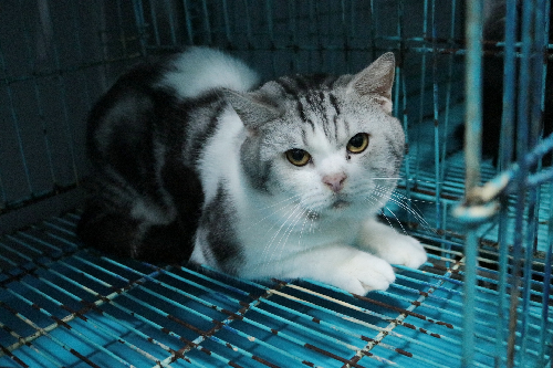 
Một chú mèo khách đã gửi gần 1 năm tại cơ sở trông giữ của anh Dương Minh Vinh.
