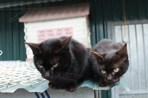 
Những chú mèo hoang được anh Vinh mang về nuôi đã hơn 1 năm.
