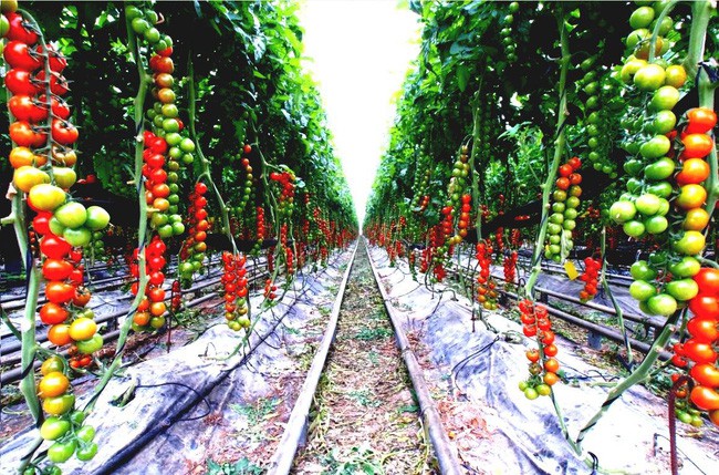 Một vài chuẩn bị sớm sẽ khiến vườn của bạn mang lại lợi ích dài cả năm.