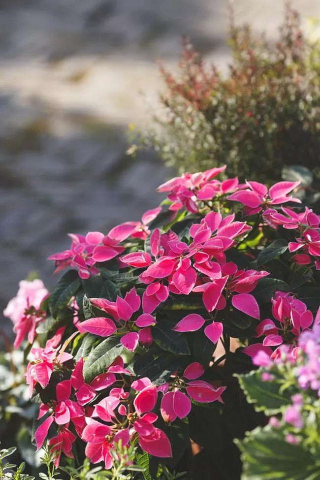 Niềm vui của Zoe là được ngắm hoa khoe sắc trong vườn nhà.