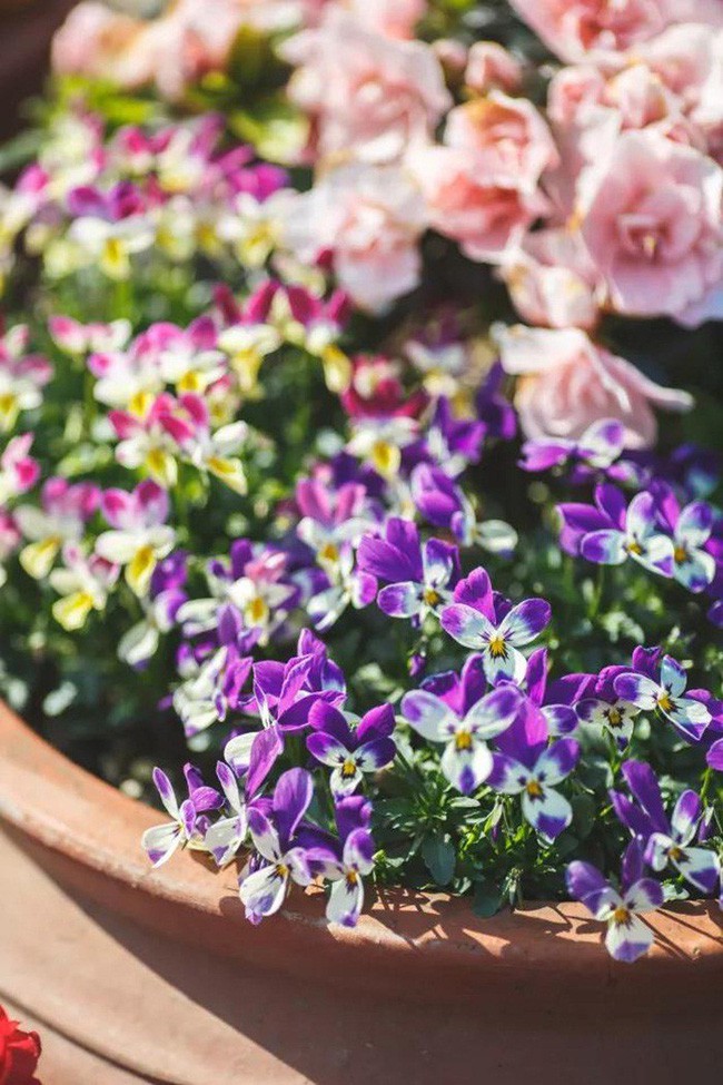 Cô gái trẻ dành nhiều thời gian và tâm huyết cho khu vườn.