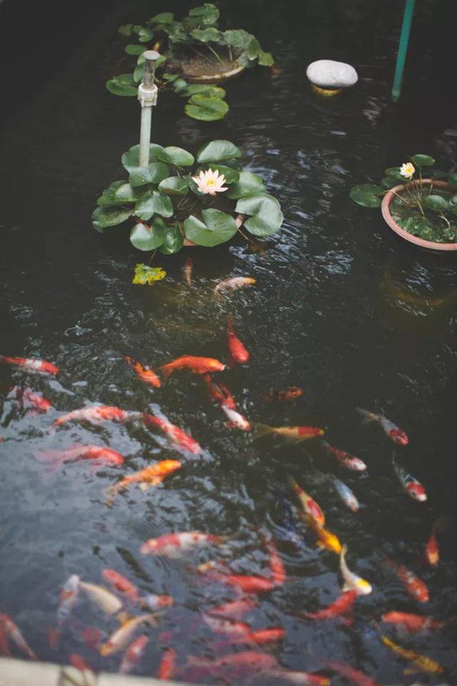 Đàn cá Koi bơi lội cho không gian thêm tĩnh lặng, bình yên.