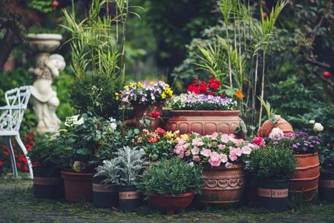 Góc vườn đẹp như tấm thảm nhiều màu sắc rực rỡ.