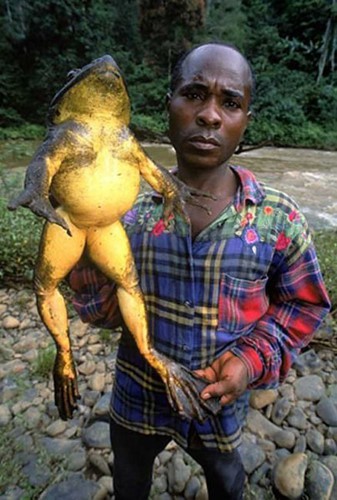
Ếch khổng lồ: Một con ếch bình thường có kích thước nhỏ hơn bàn tay, nhưng ếch ở châu Phi to dài gần bằng một đứa bé 7,8 tuổi. Nhiều người khi nhìn con vật này có cảm giác như nó có thể ăn thịt được con người.
