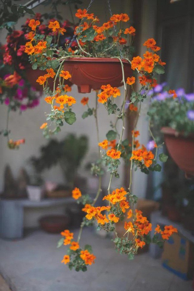 Mỗi góc nhỏ đều nổi bật với hoa.