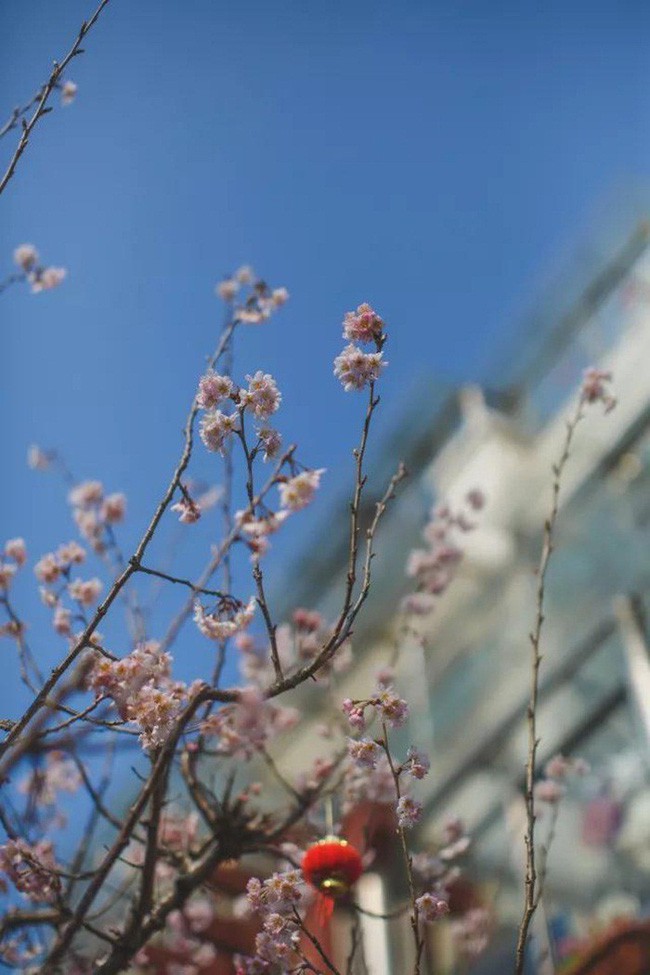 Góc hoa của mùa xuân.