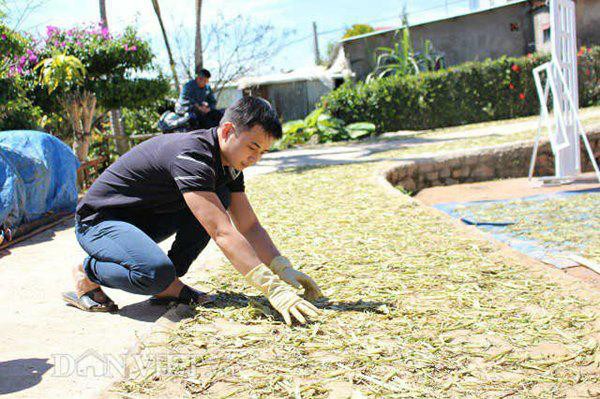 
Phần cuống lá được anh Tuấn tận dụng làm trà.
