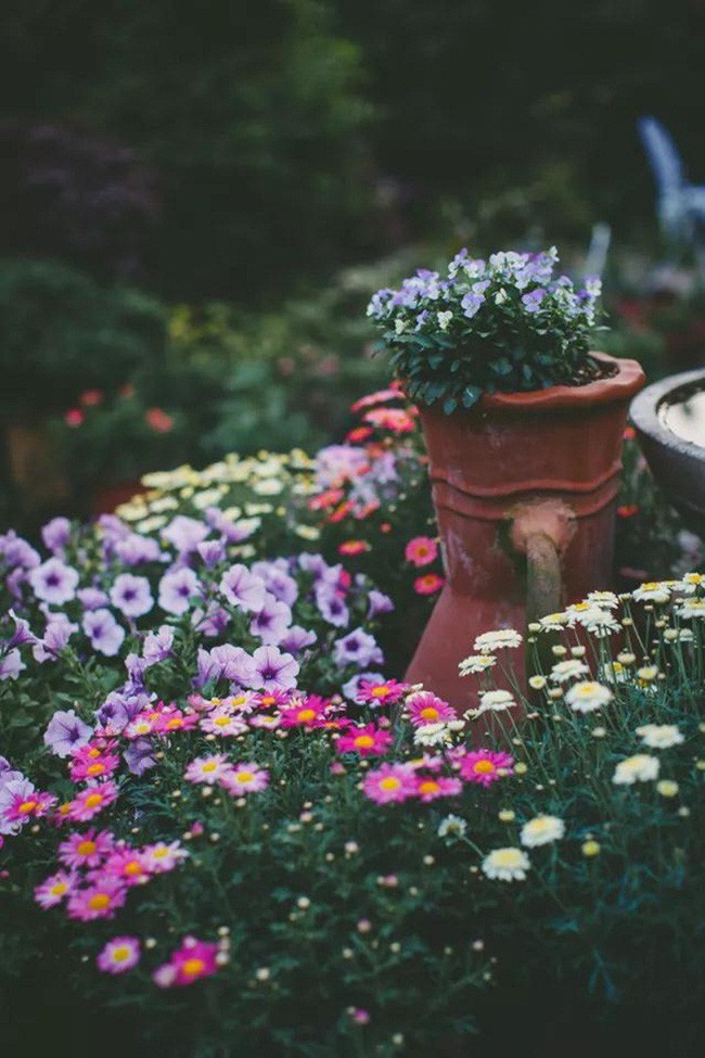 Không gian dịu dàng hoa cúc.