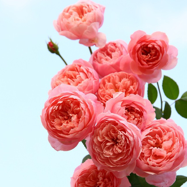 Hoa hồng trong vườn nhà.