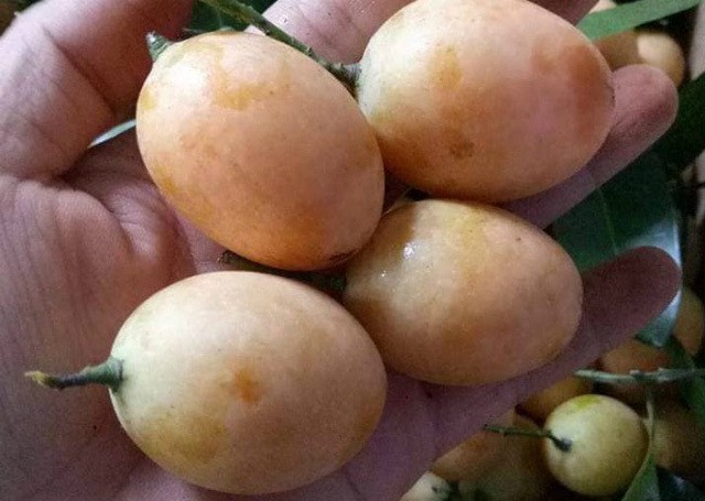 
Mới đầu m&ugrave;a, thanh tr&agrave; được b&aacute;n với gi&aacute; cao.
