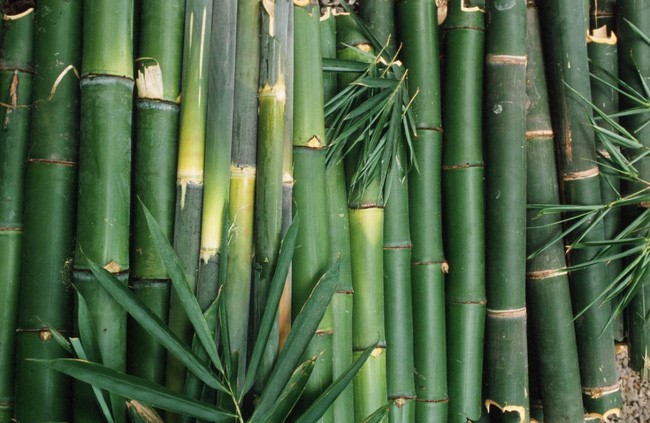 Tre được thu hoạch từ khu vườn cạnh nhà.