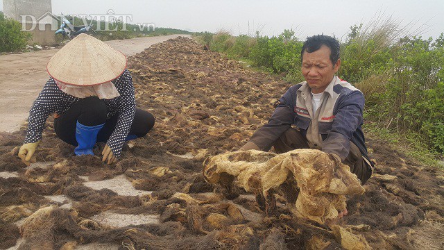 
Nhờ hái lộc trời cho mà nhiều hộ dân ở ven biển huyện Kim Sơn có thêm nguồn thu nhập đáng kể.
